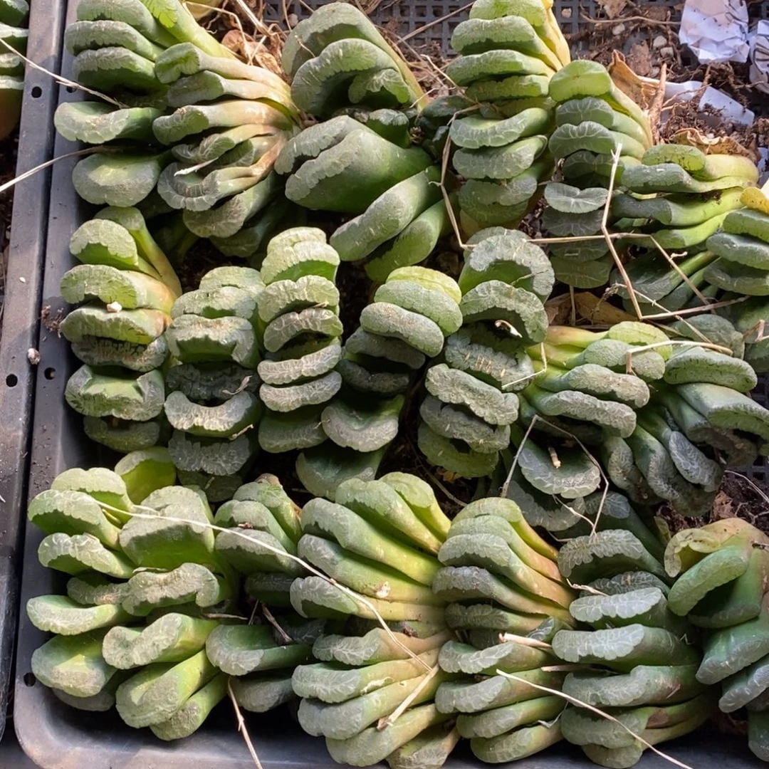 301 一颗实生大玉扇 新年福利