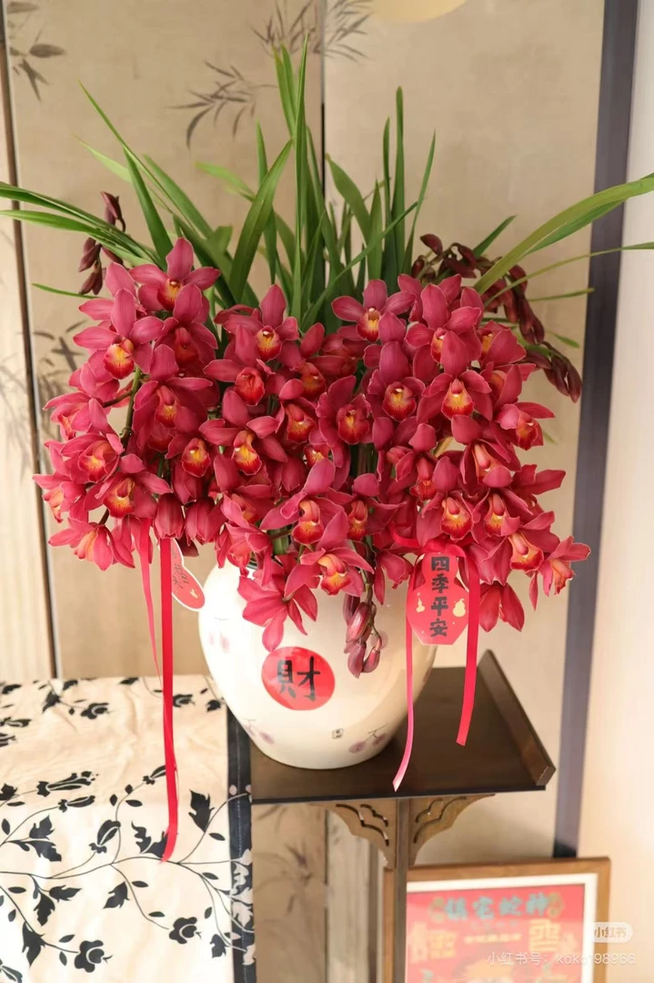 【红宝石】12-14苗起不带花剑兰花名贵精品花卉四季常青浓香型花卉