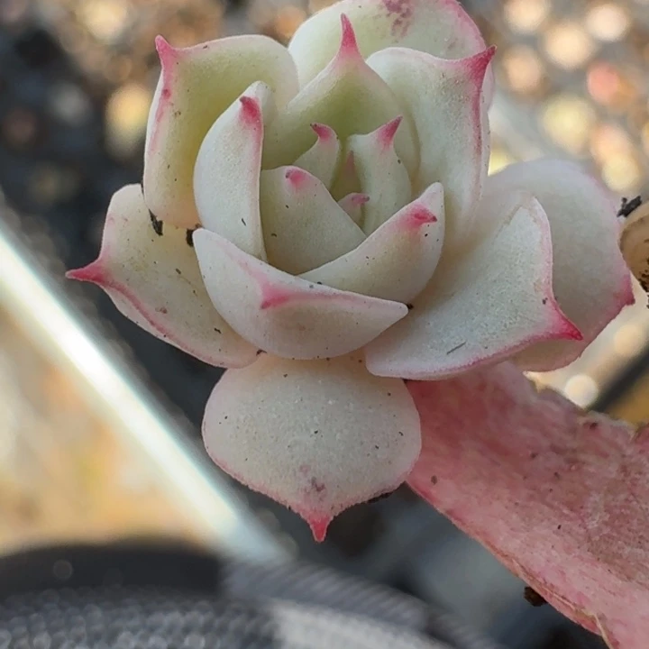 粉水晶覆轮一物一拍111