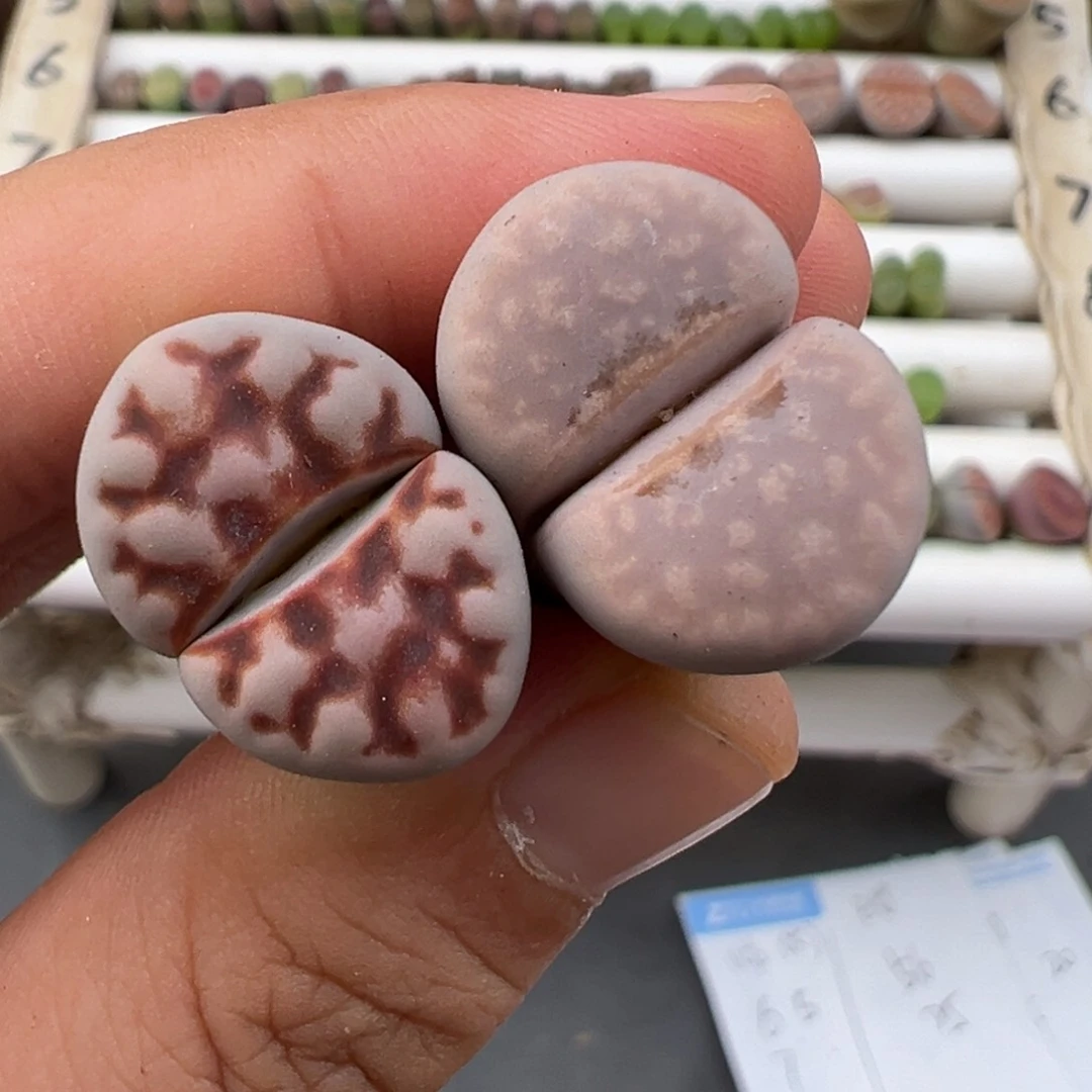 炸***包6.26好看的多肉脱土发货