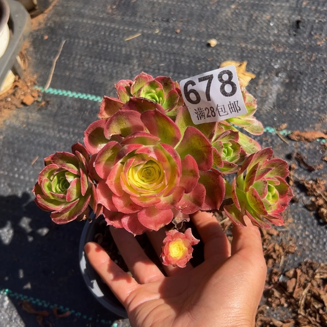多肉植物678无售后