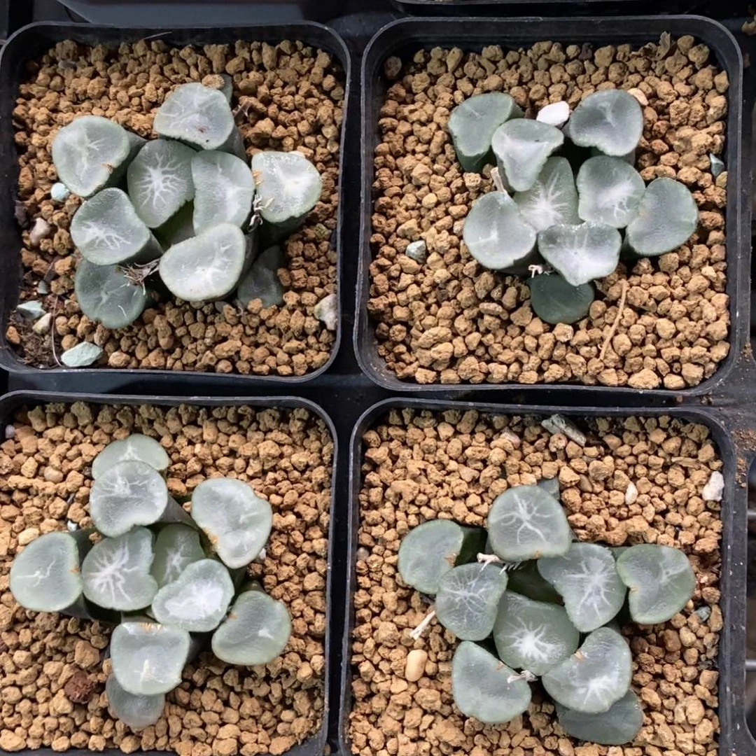 一颗大望乡万象 新年福利