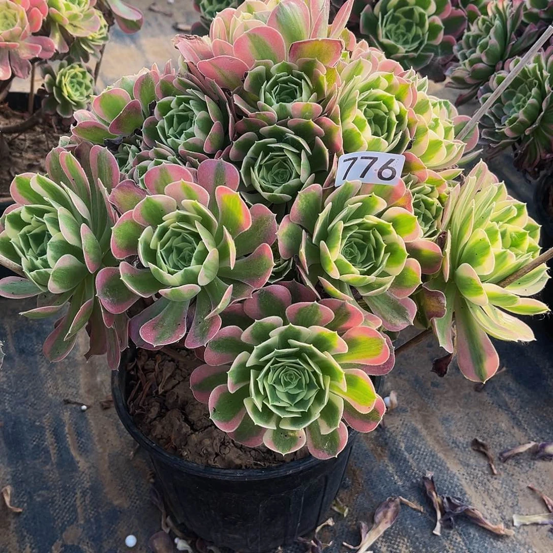 多肉植物776白凤