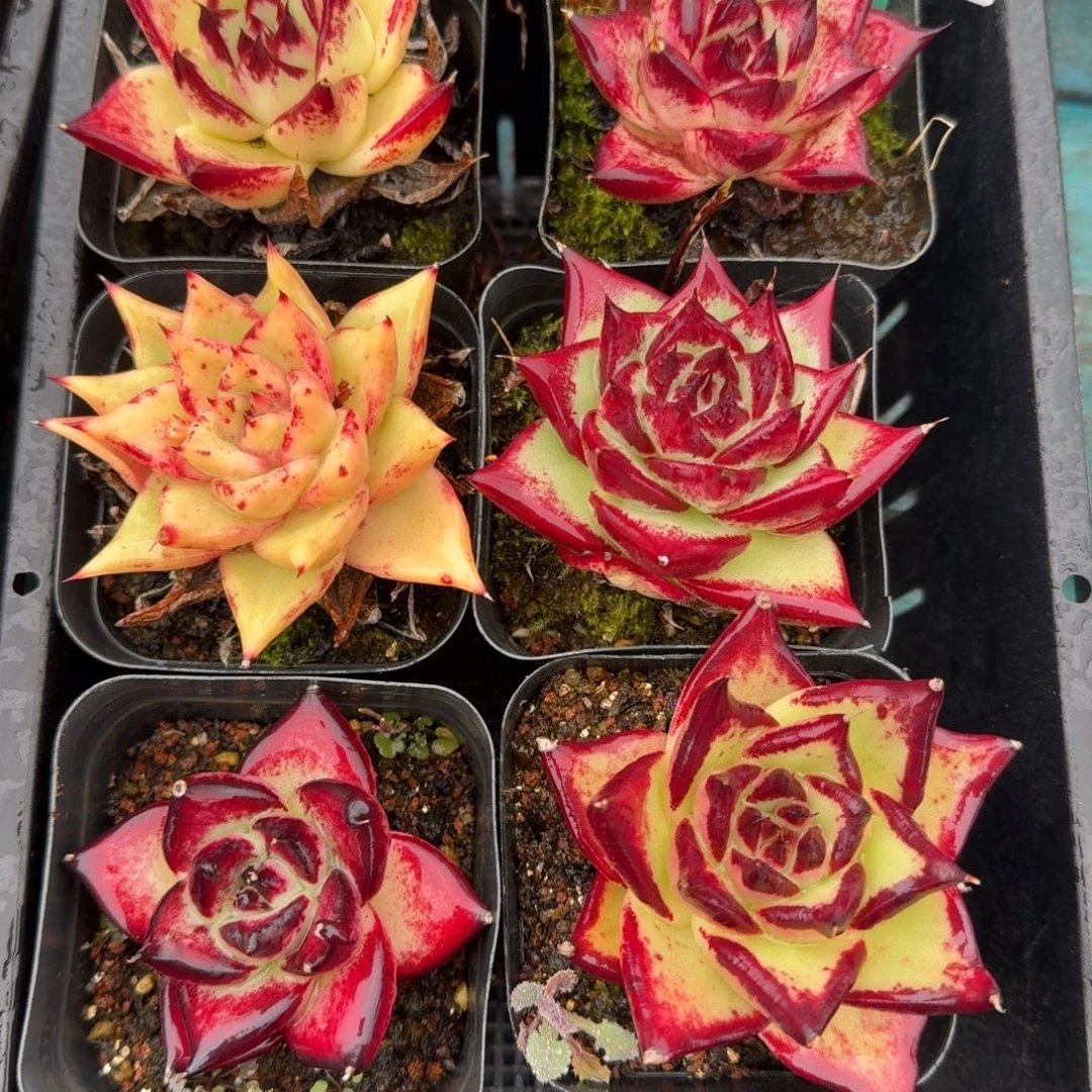 从前慢多肉精选编号1120.7