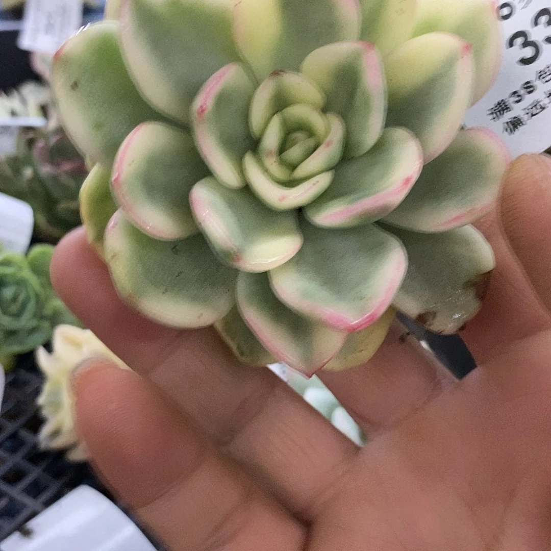 338友谊锦大母本锦炸多肉植物