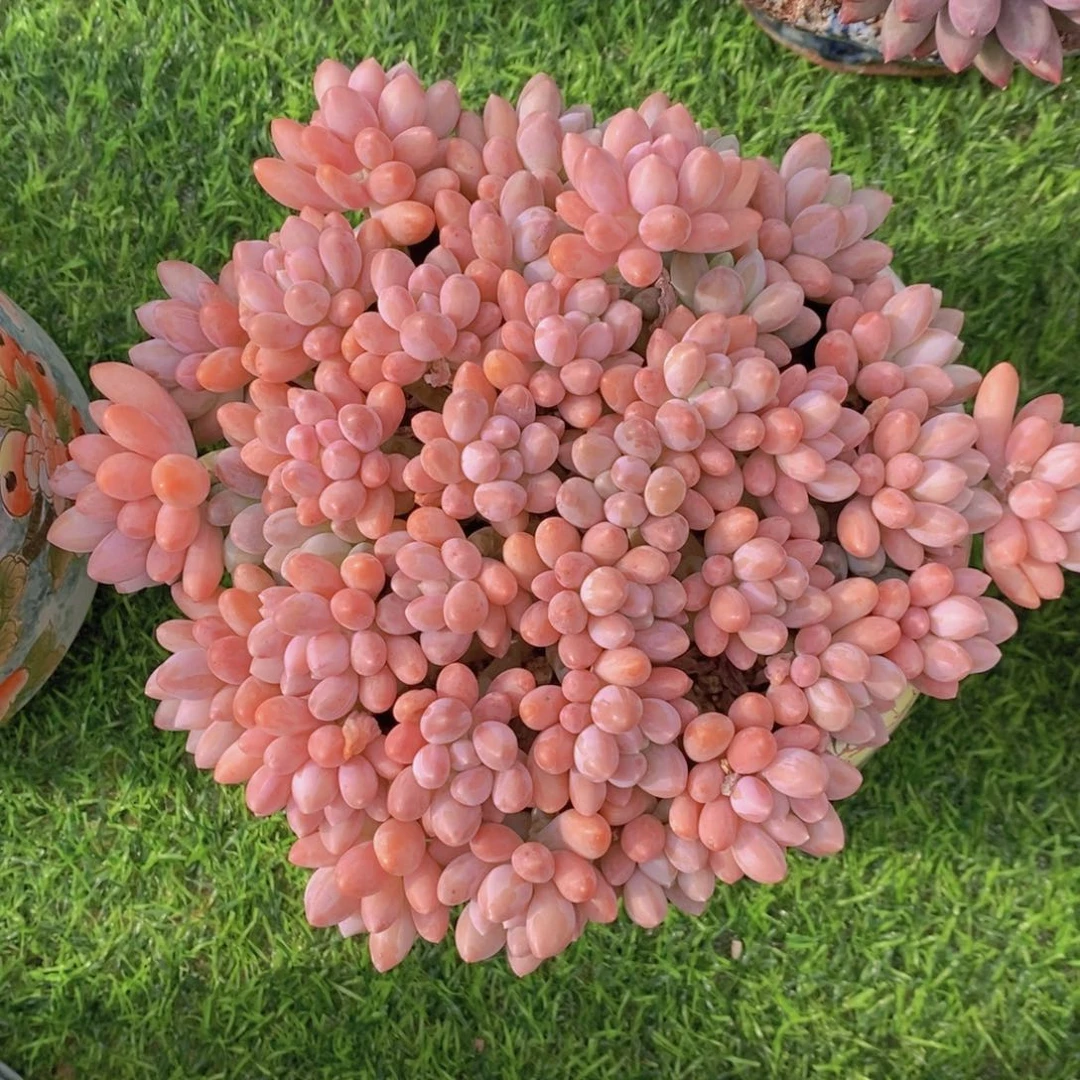 星黛露 一物一拍。