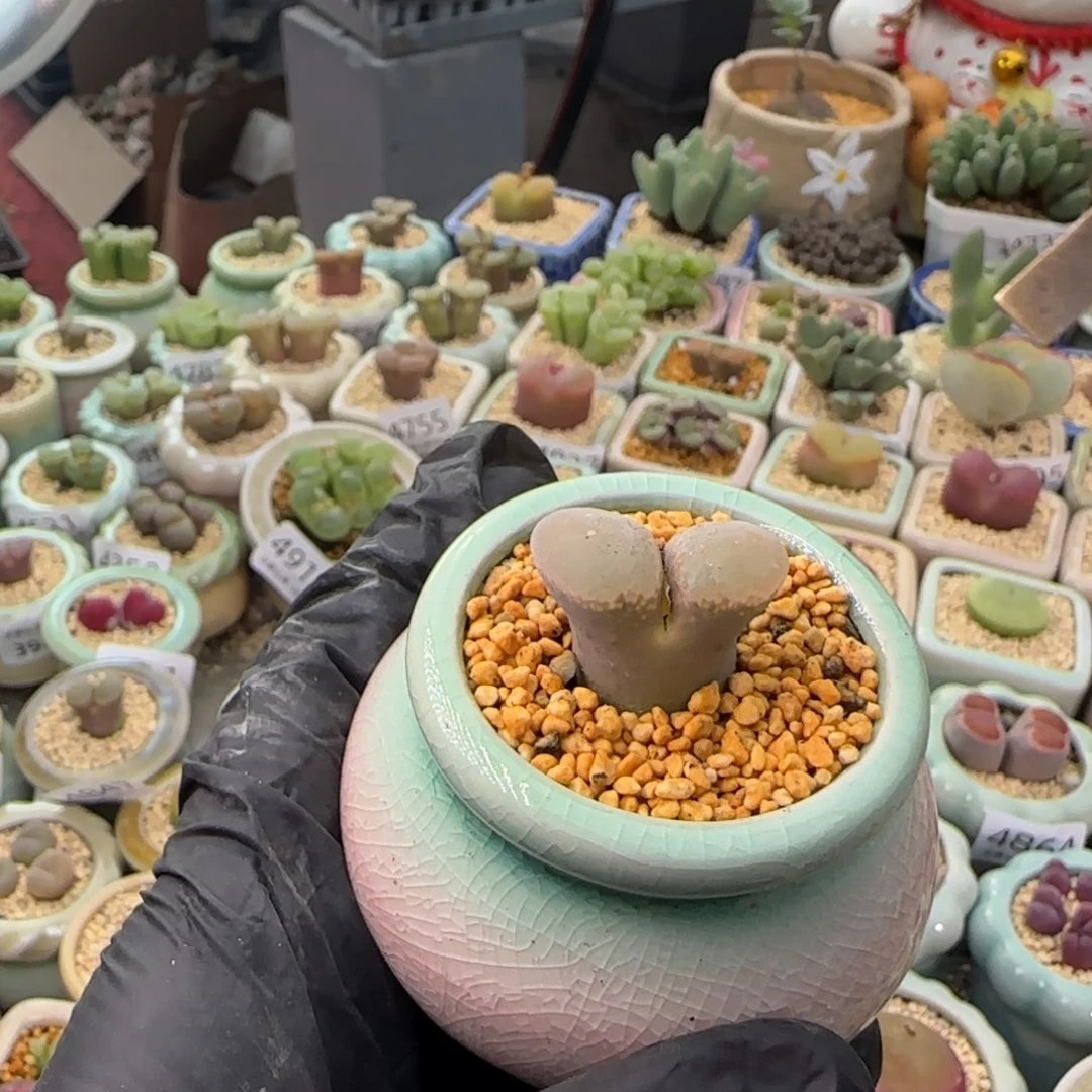 4956--一物一拍 带盆