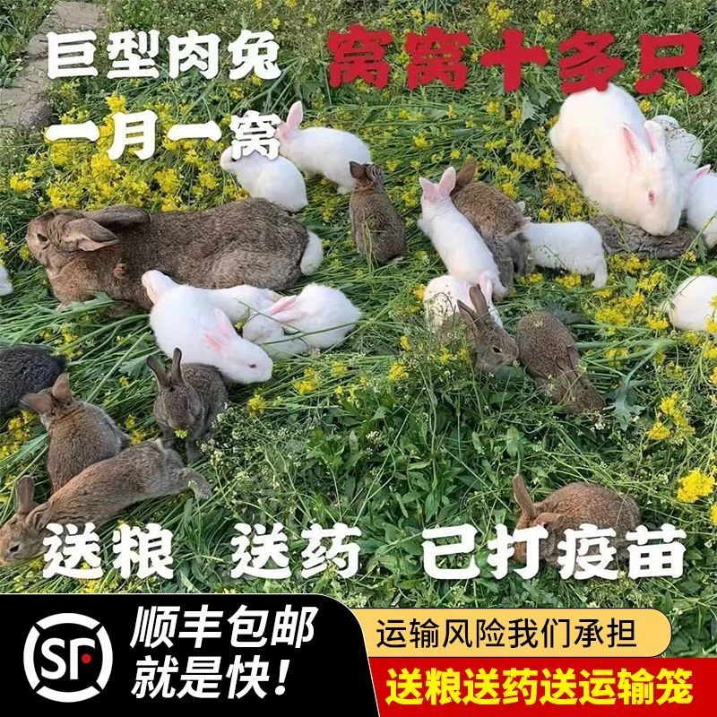 兔子活体大型肉兔苗新西兰小白兔比利时巨型肉兔苗月月兔可长15斤