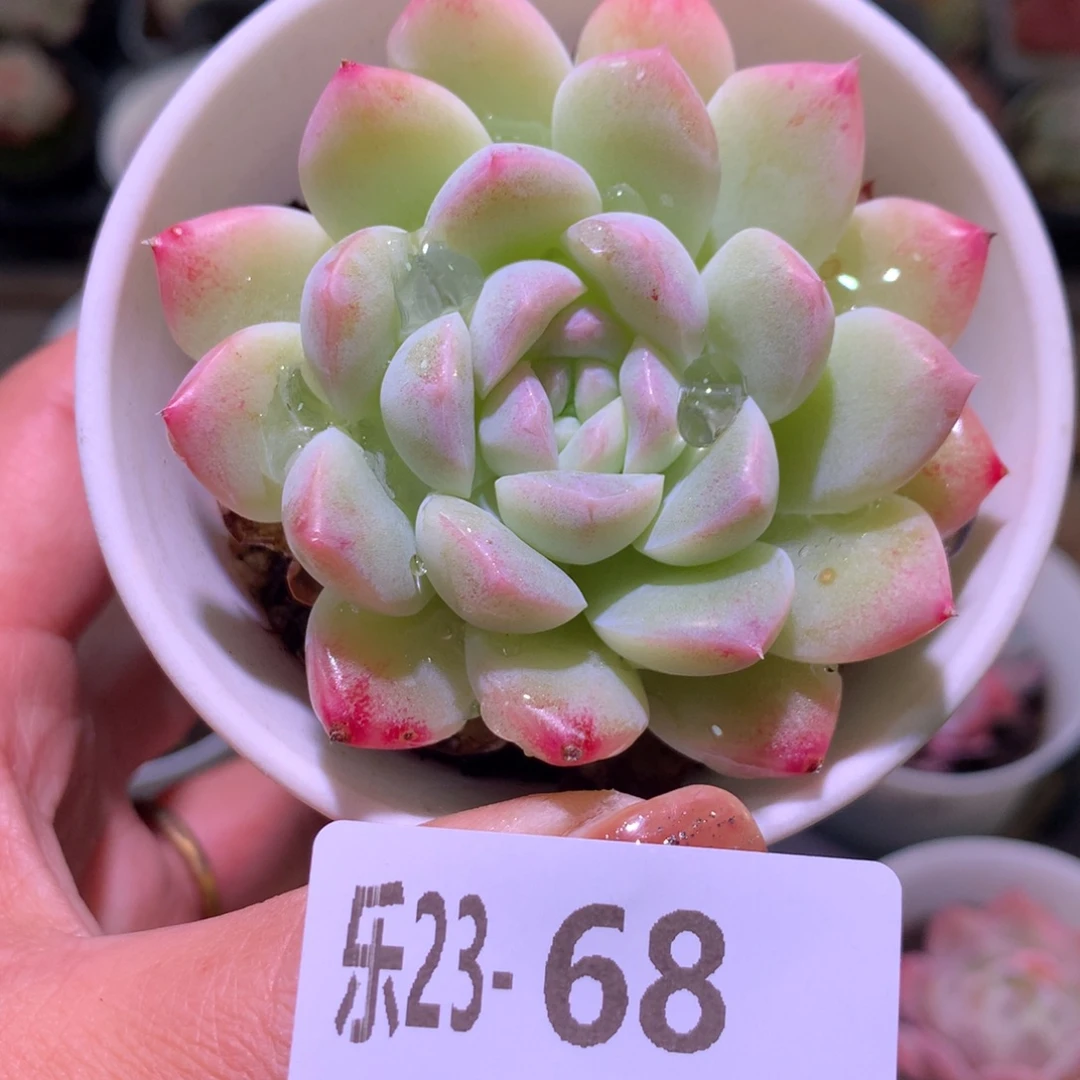 乐然23-68 白雪单头