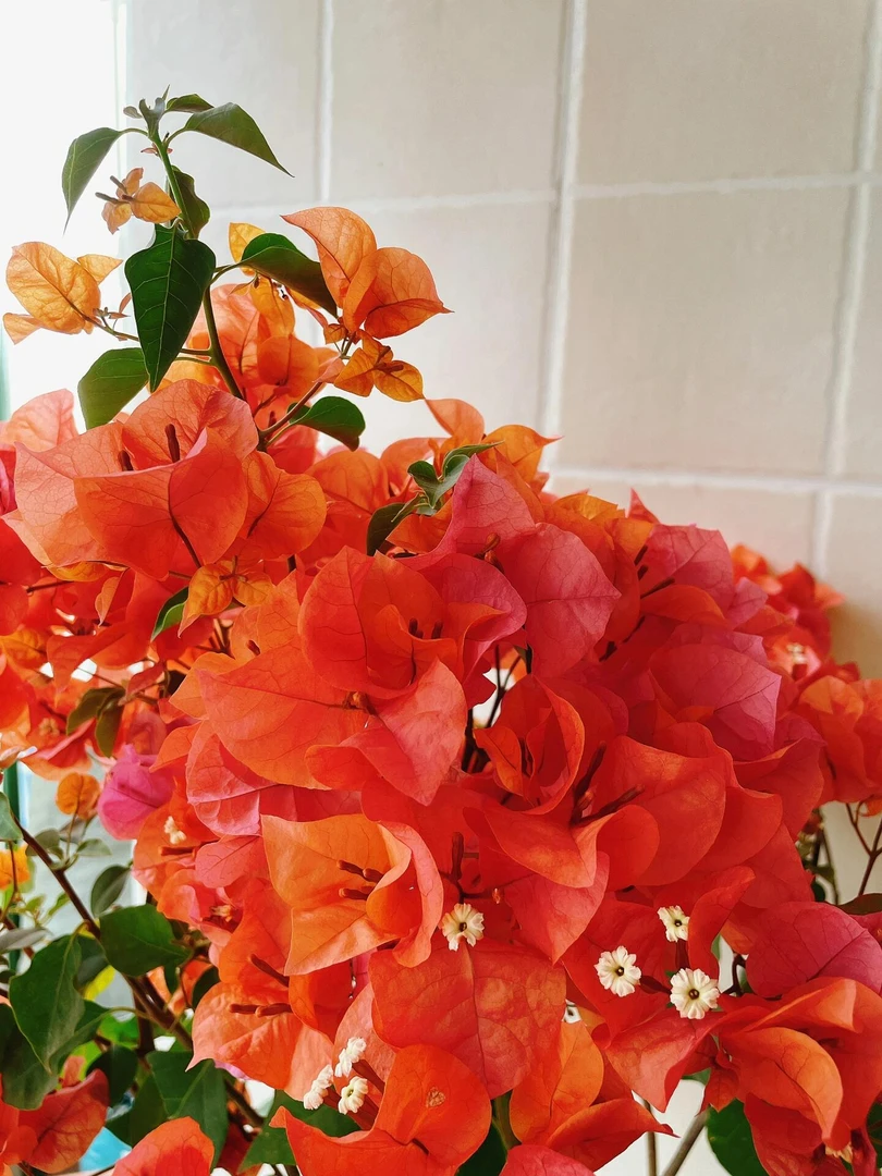 【绿叶橙】三角梅四季勤花飘垂丝好养易开花阳台庭院原生品种袋苗