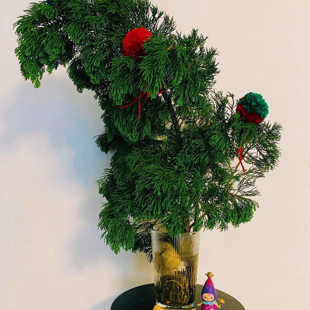 精选【龙柏松】鲜切枝花材超长花期耐养植物鲜花室内桌面花材