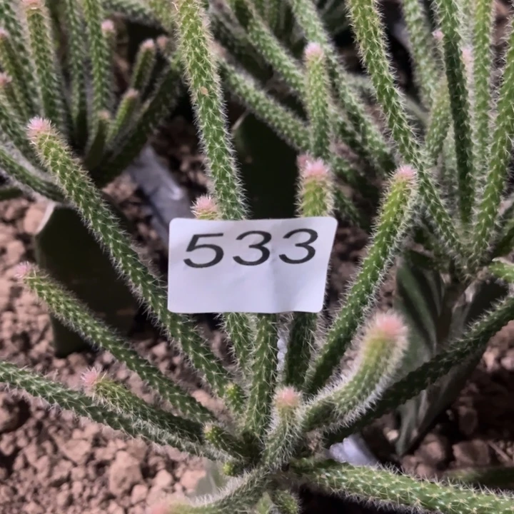 许***垂吊鼠尾紫色^_^533