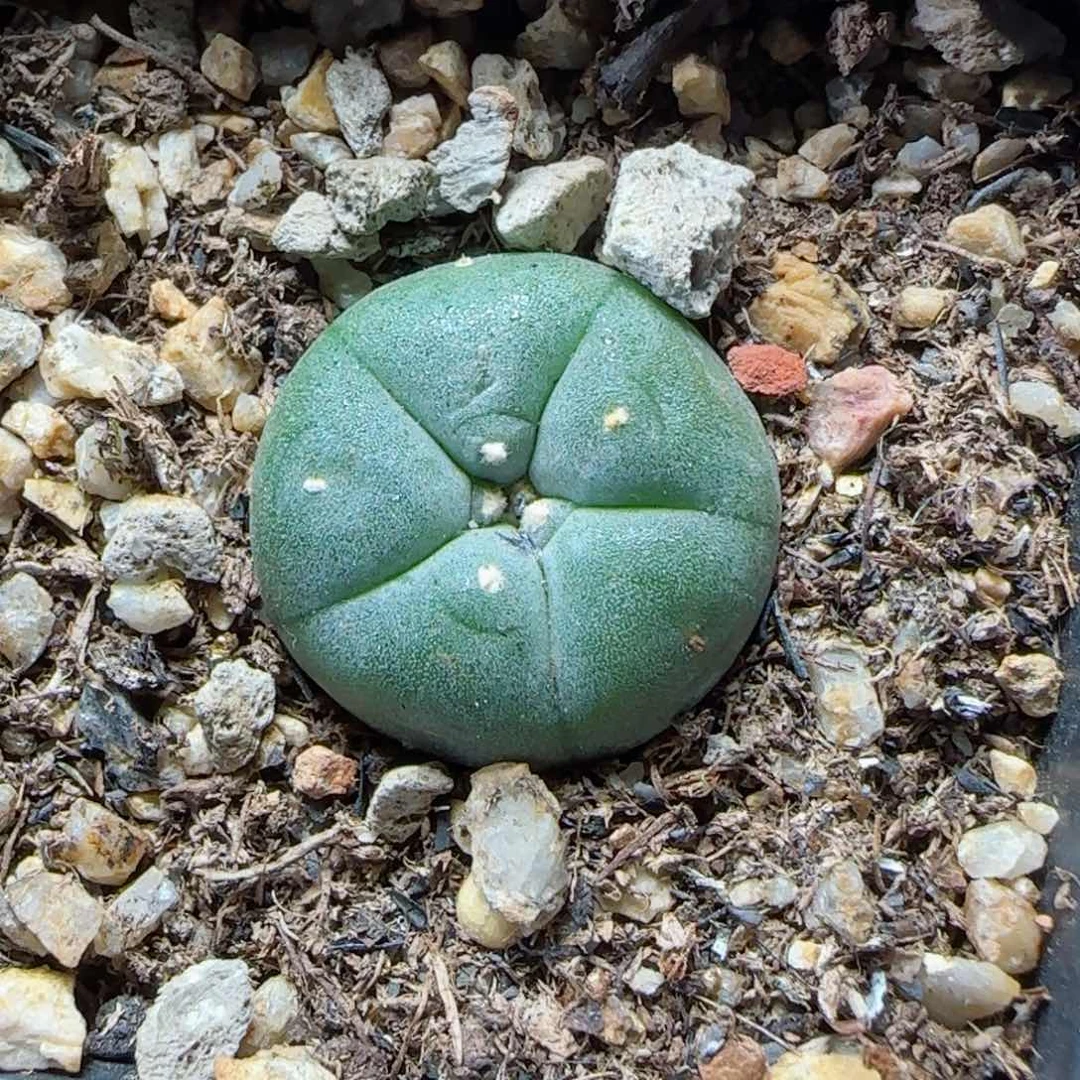 实生肋骨草球多肉00002