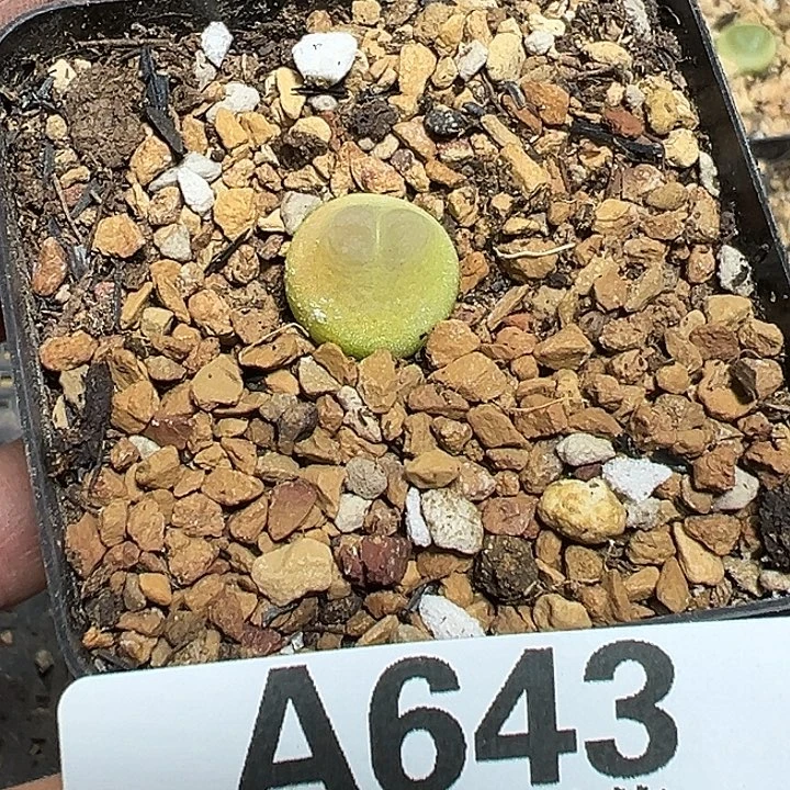****芙643号拉登xxyxyxyxy