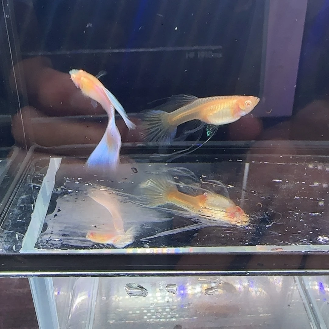 孔雀鱼天使彩虹绒球一对，三个月