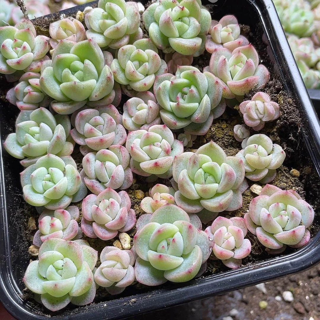 珍妮混一物一拍334