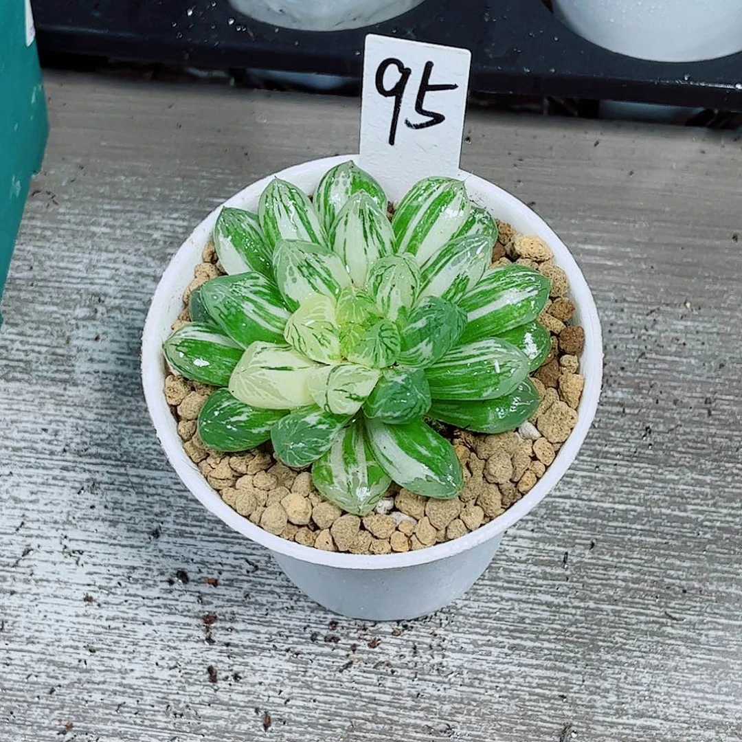 苏州玉露锦玉露多