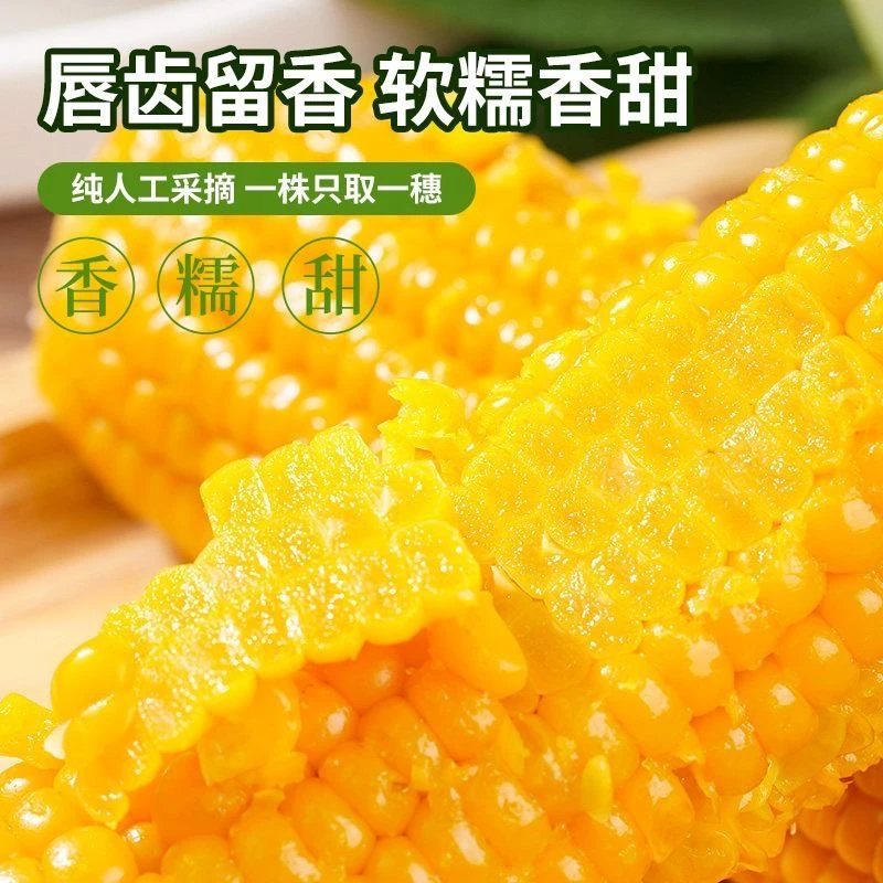 【整箱7斤】精选大棒黄金糯单根280克试吃两棒整箱7斤