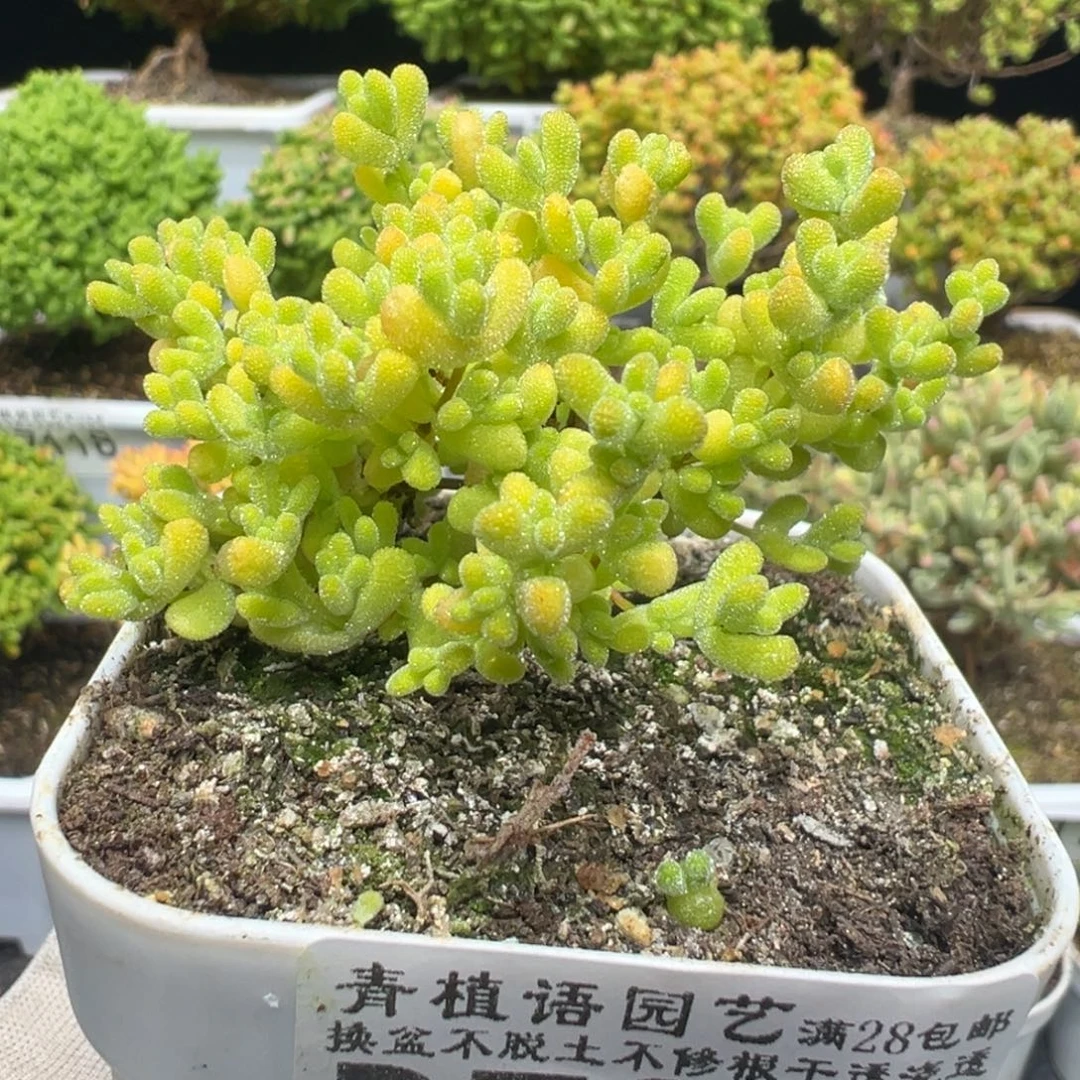 D7201黄金莱斯一物一拍