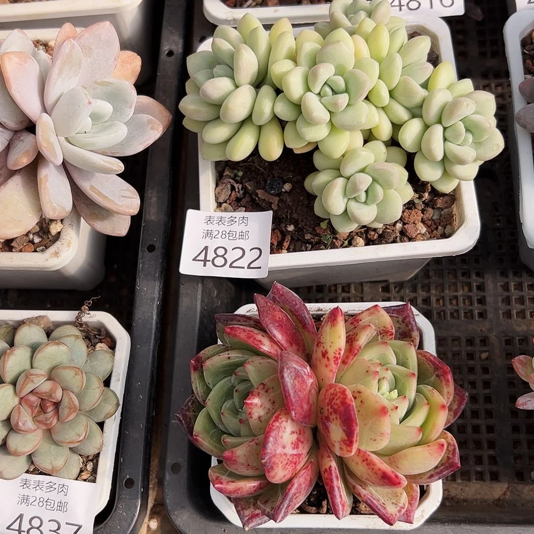 9号土***酪我们的确是一4822