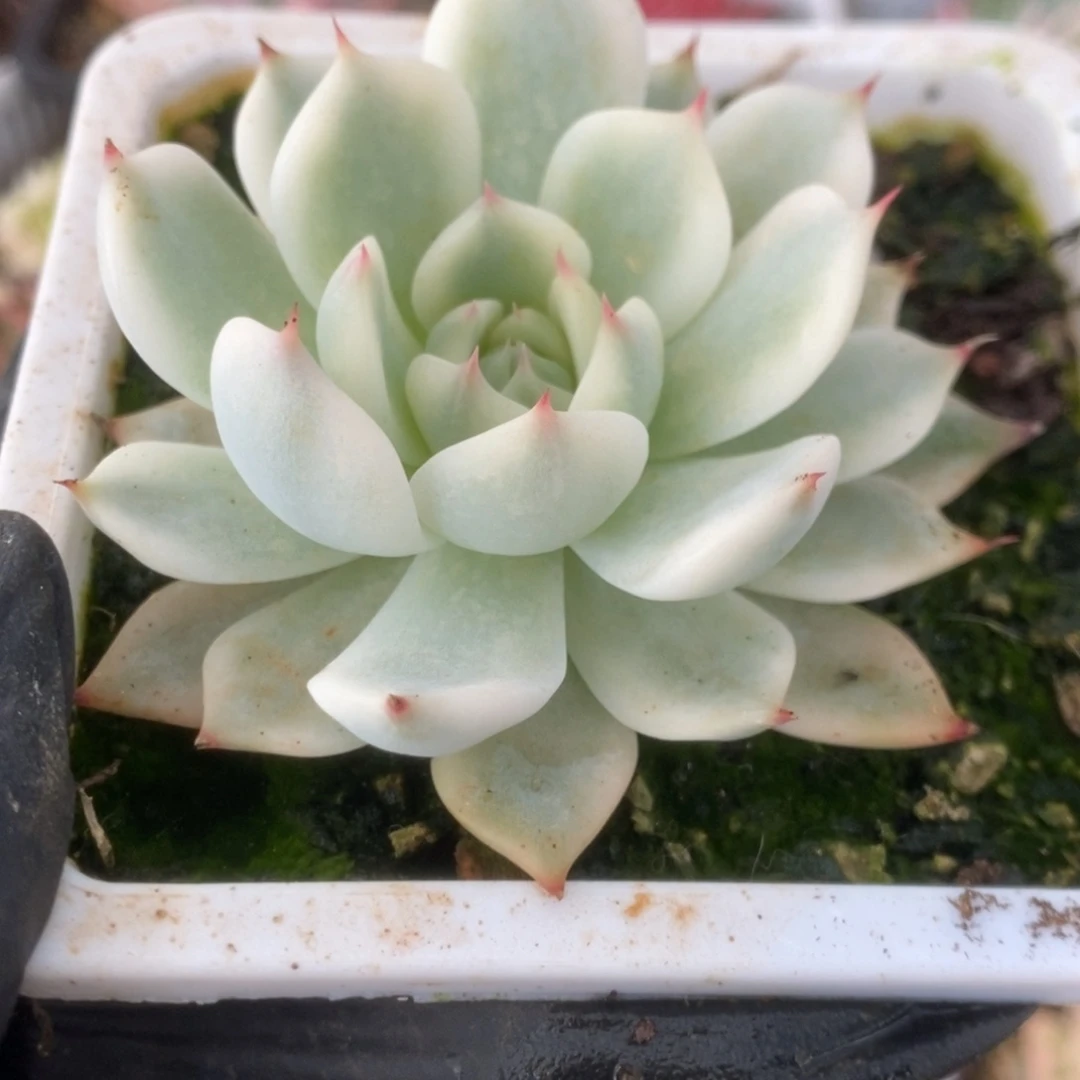 610吉娃娃锦锦锦锦锦锦