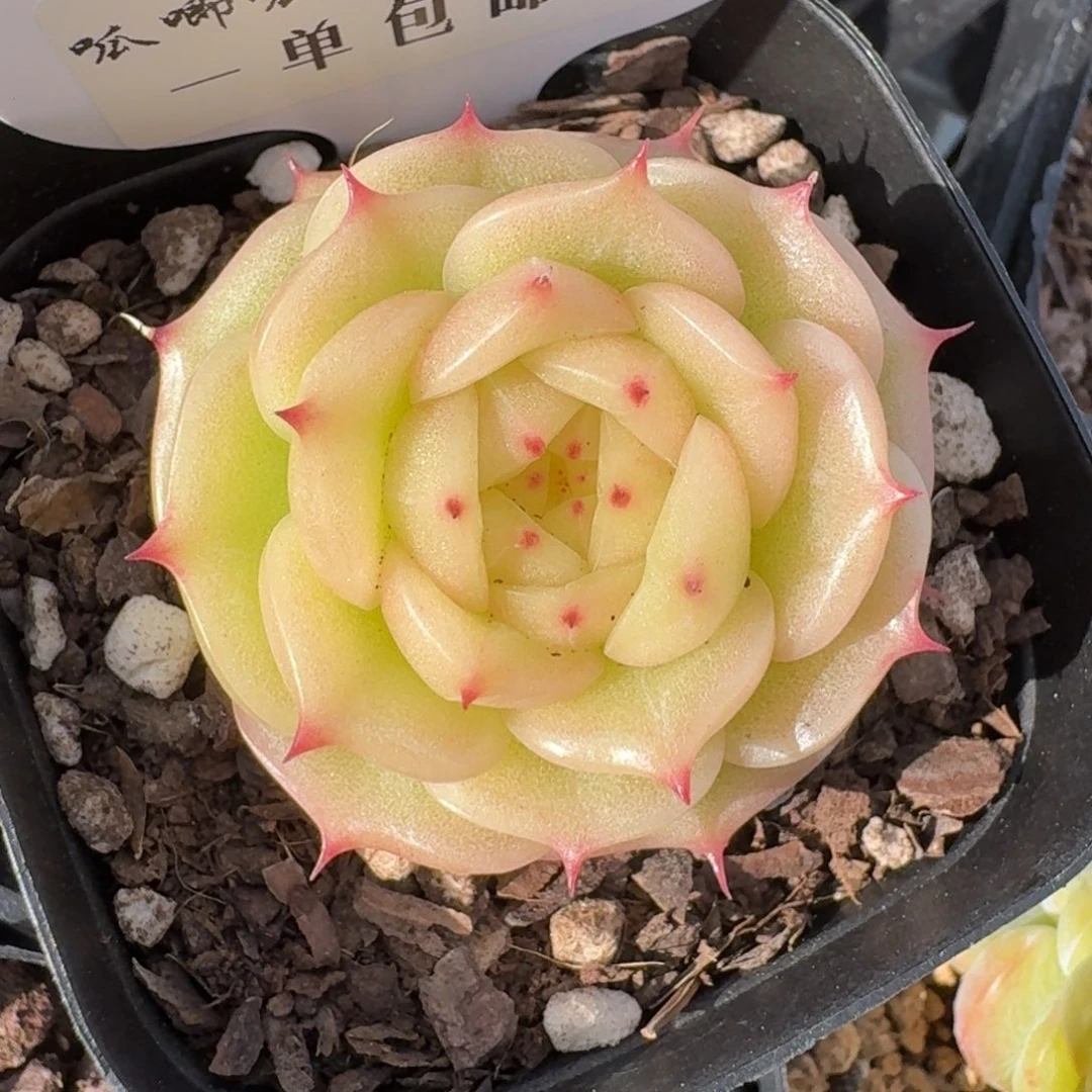 0225-033-玉玲珑单头