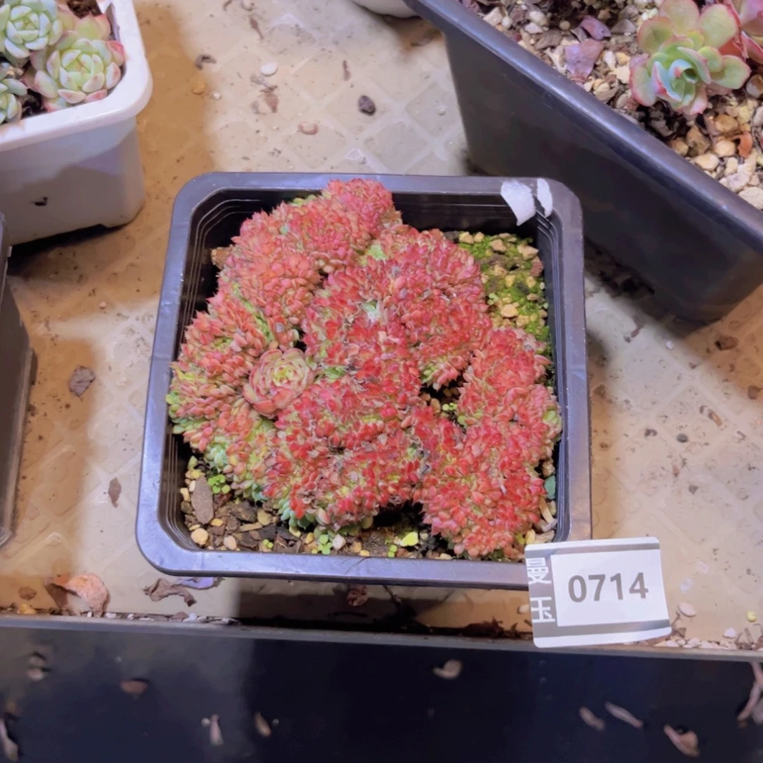 粉姬莲缀多肉植物0714