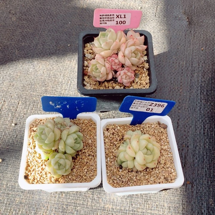 冷**歪麦秆三个7-8cm不包整群