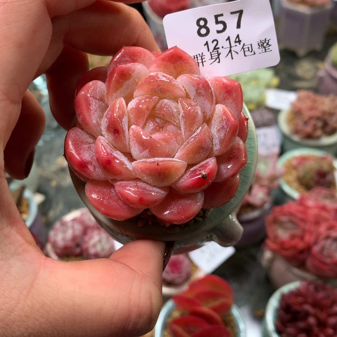 精控拇指盆12.14857