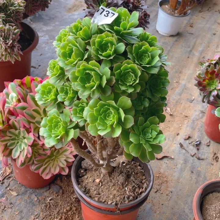 杜*豆多肉绿杨蓉法师737