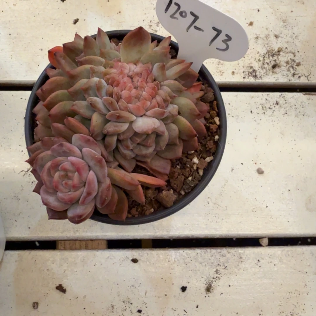 1207-73琥珀缀化带龙头