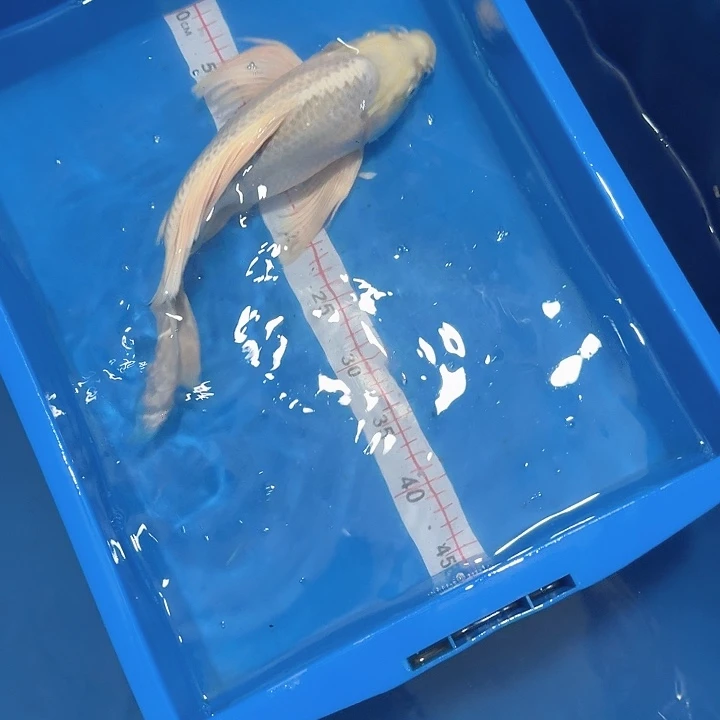 狂***满蝴蝶鲤鱼蝴蝶鲤包邮40不售后