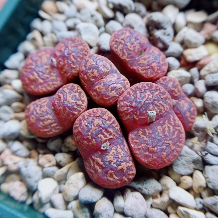 生石花花花花花花42