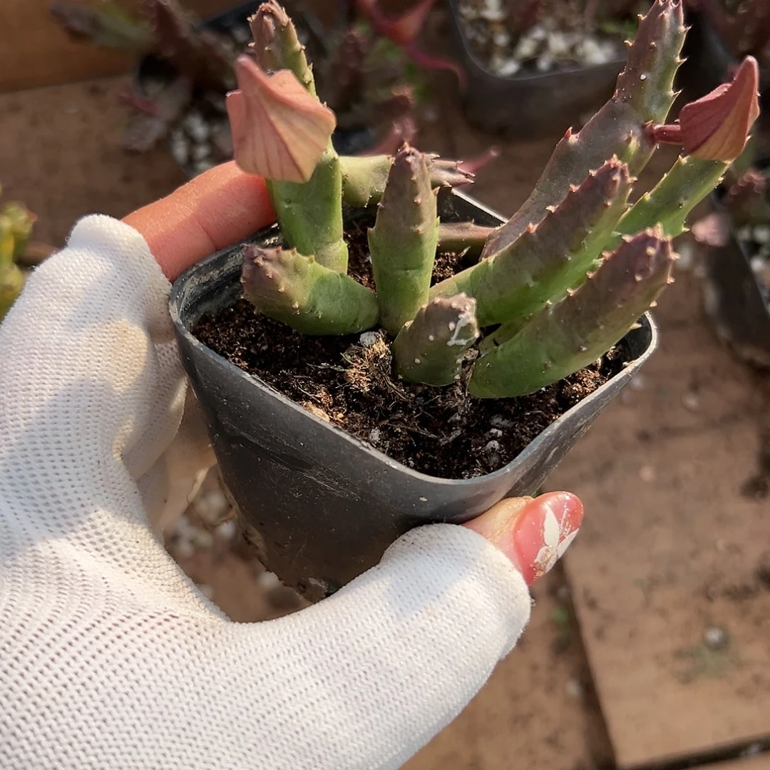 多肉植物多肉植物