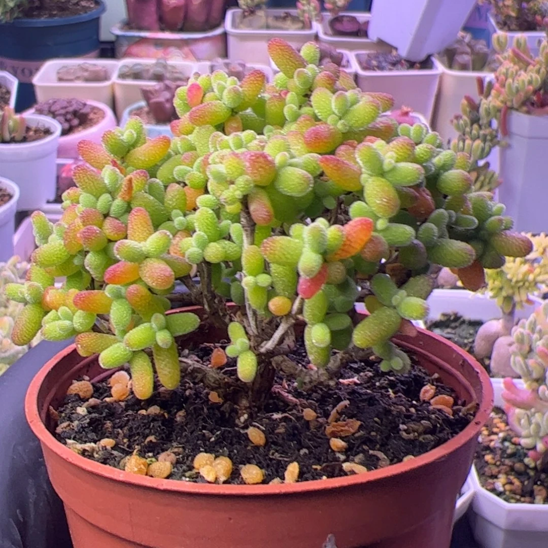 福利多肉植物枝干金桔