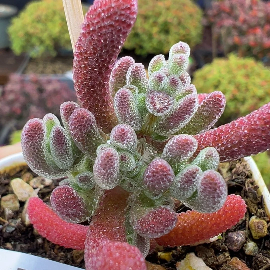 dy6916实生紫钻冠幅2.5cm