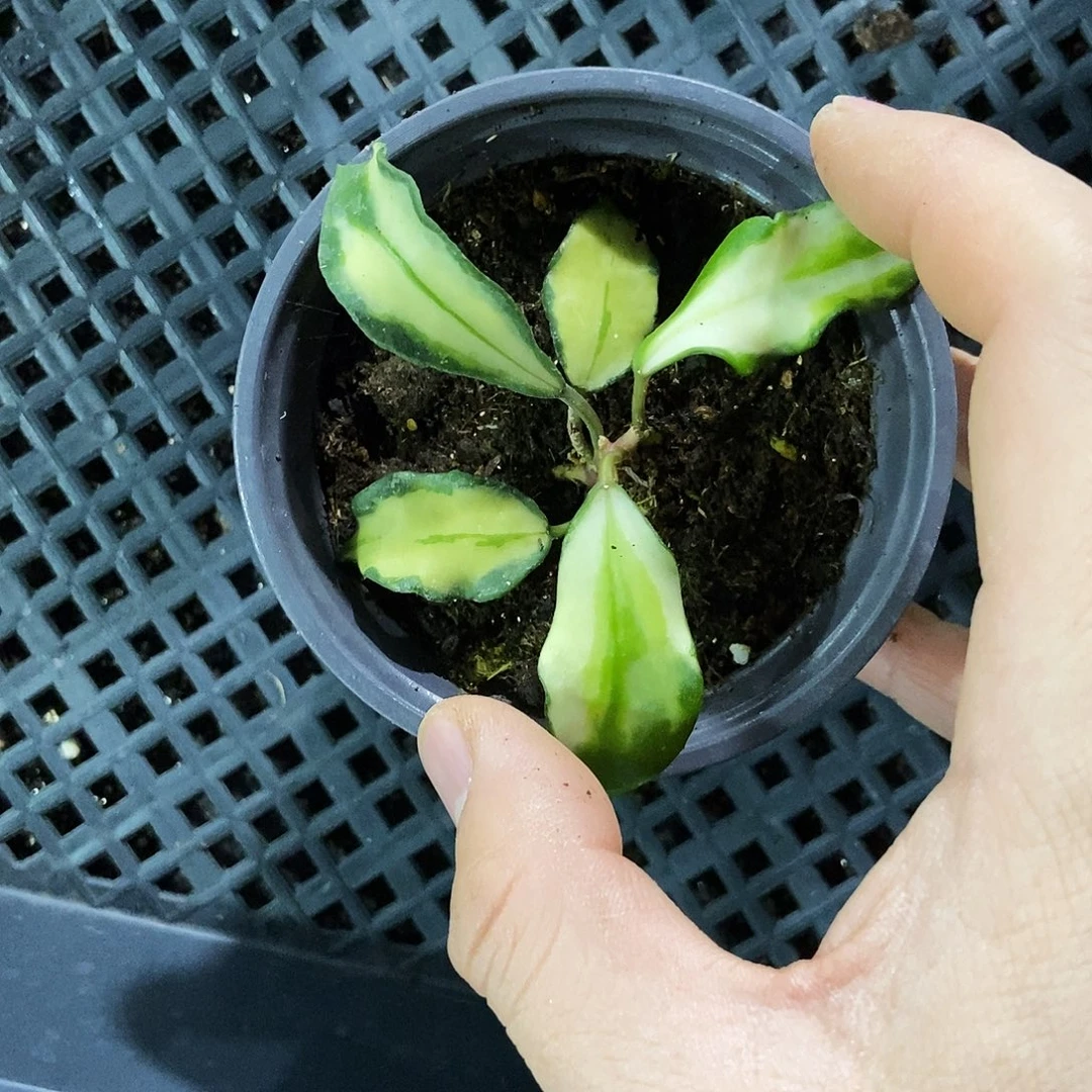 完全开放米娜拉球兰90