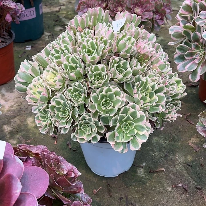 多肉植物白凤00633