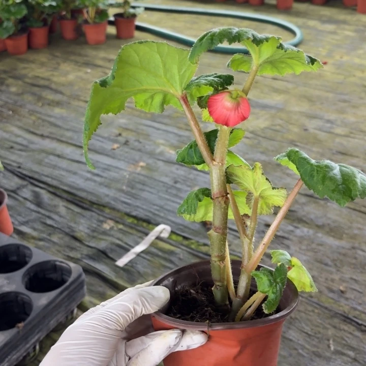 当前无花栽培后可以开花贵妃珊瑚只包到手不包养护