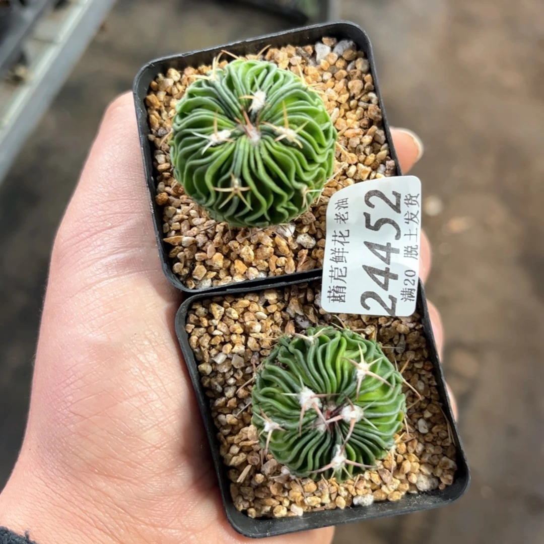 奇***静24452一物一拍单头发货