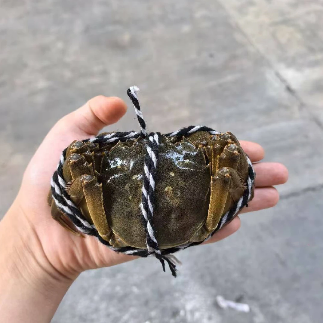 江苏特色大闸蟹2两母蟹单只