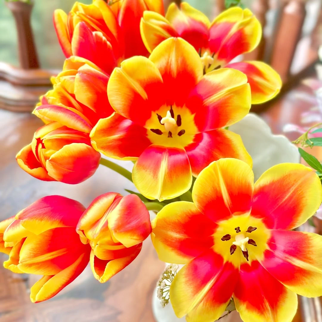 A级《道琼斯》郁金香鲜花东北基地直发顺丰包邮家庭办公水养插花