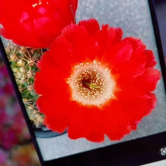 下39丽花红舞裙歪无根侧芽2一3公分左右20包邮