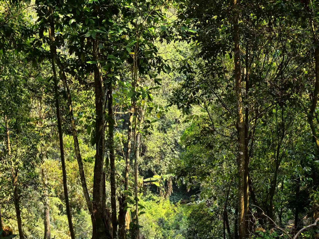 散茶专用通用链接 普洱生茶 （散茶）
