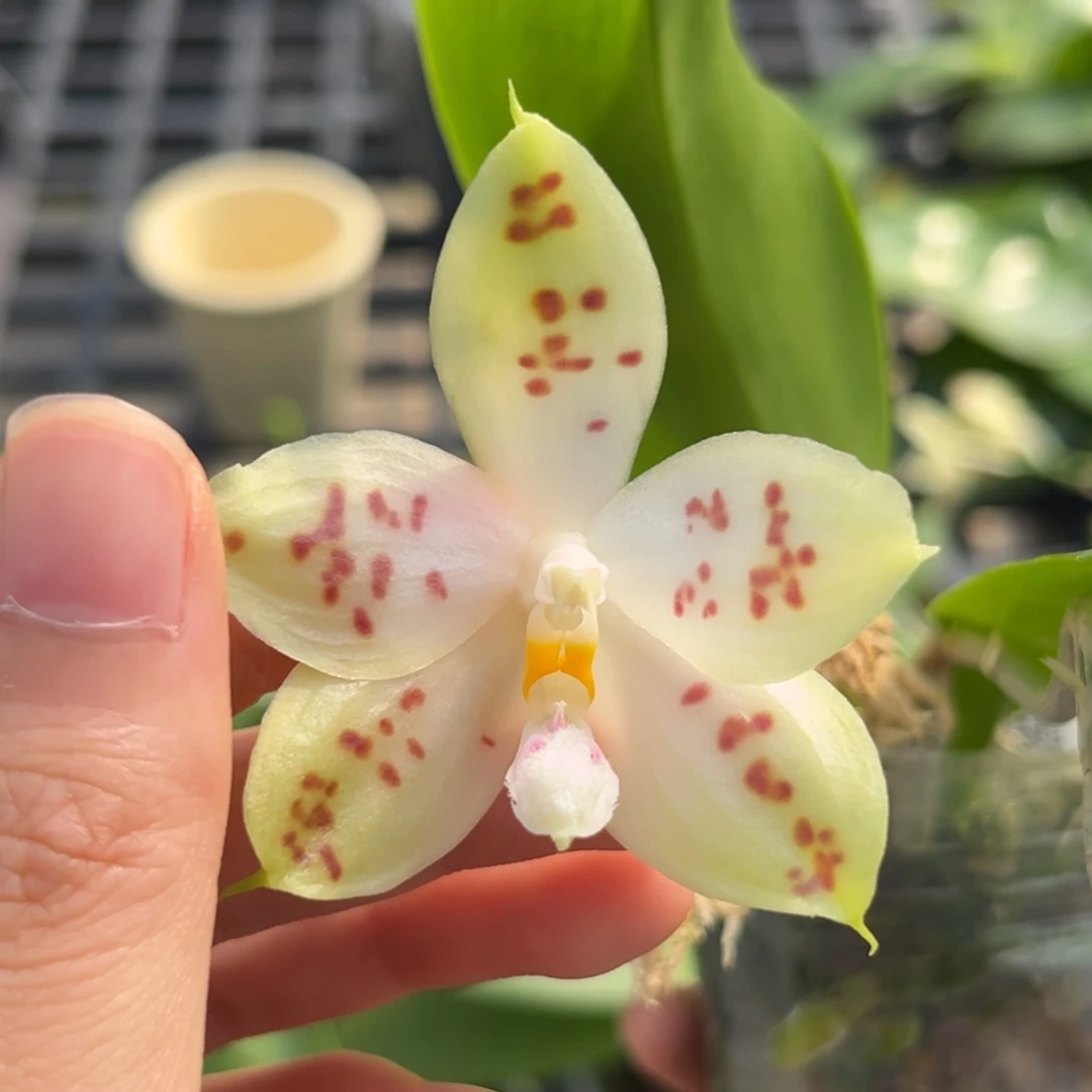 完全开放2.5寸21dp开花株