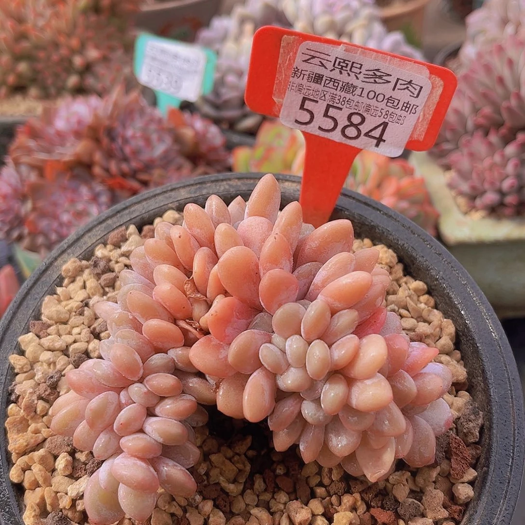 5584粉兔缀多肉植物