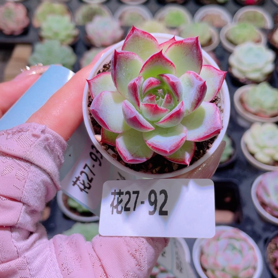 花利美27-92女王玫瑰