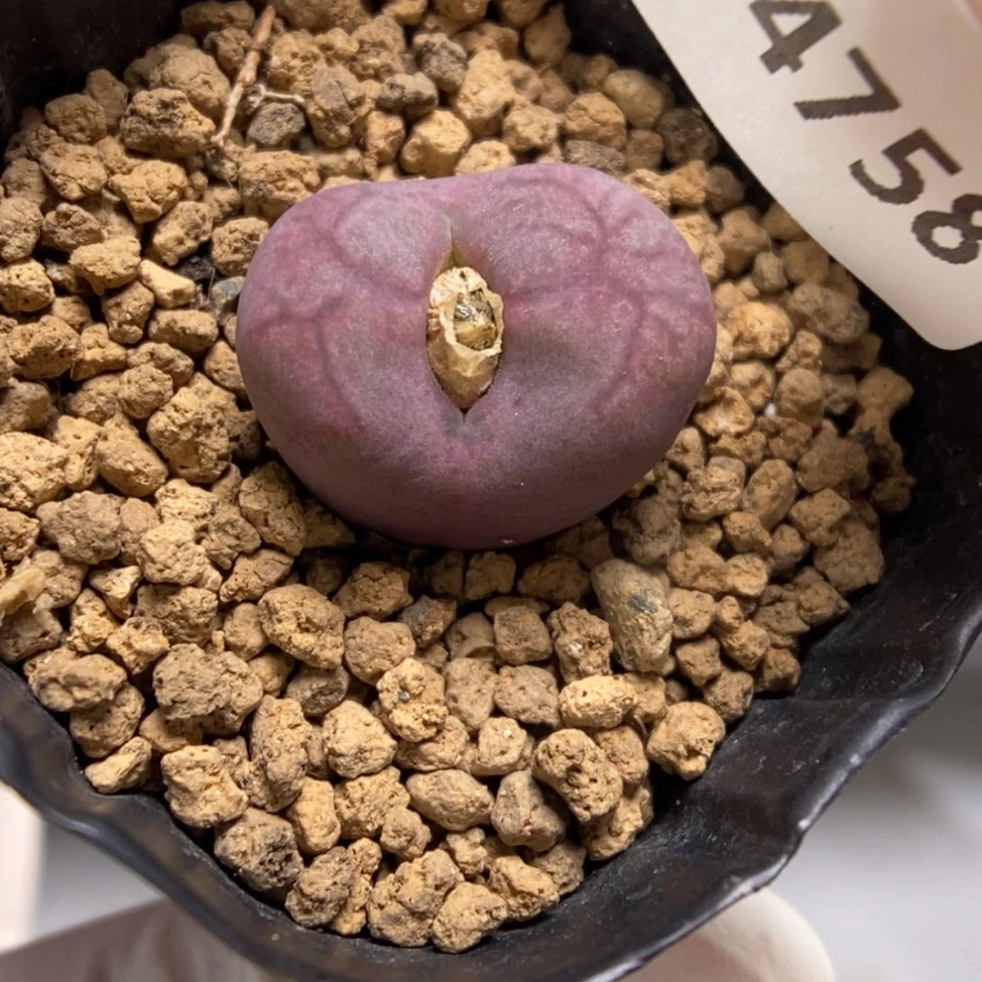 多肉植物肉锥杂交K-4758