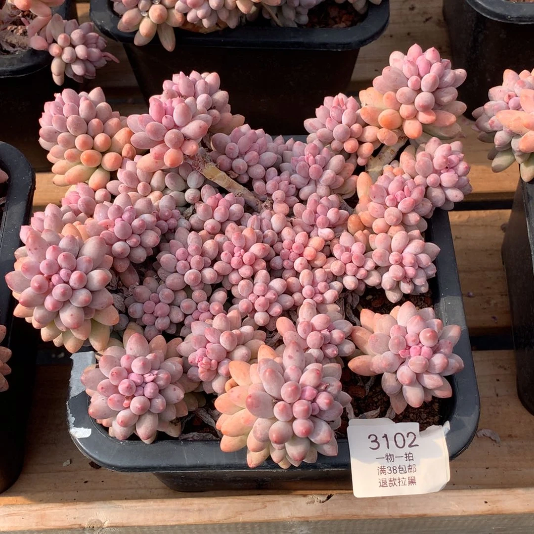 22厘米群生婴儿手指3102