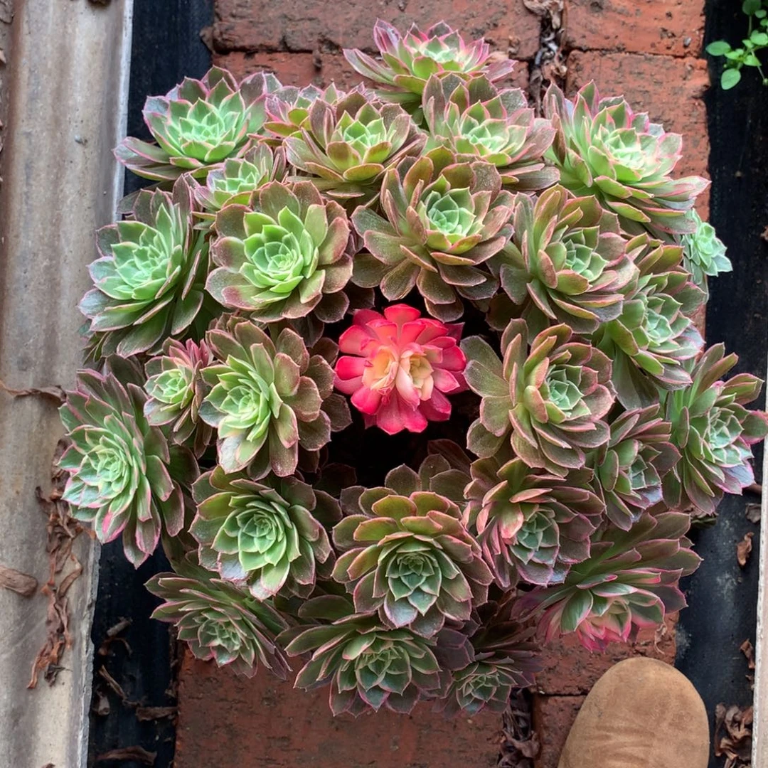 万花筒，多肉植物的